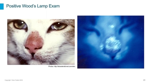 Thumbnail for Clinical Pathology Webinar - Lesson 3: Microbiology Fungal Culture