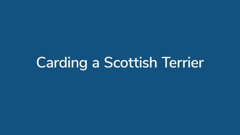 Thumbnail for Carding a Scottish Terrier