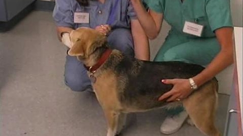 Thumbnail for Carrying Dogs