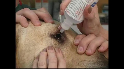 Thumbnail for Small Animal Nursing 21 Cleaning and Medicating the Eye