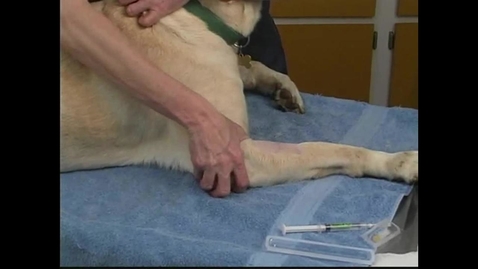 Thumbnail for Small Animal Nursing 09 Intravenous Catheterization