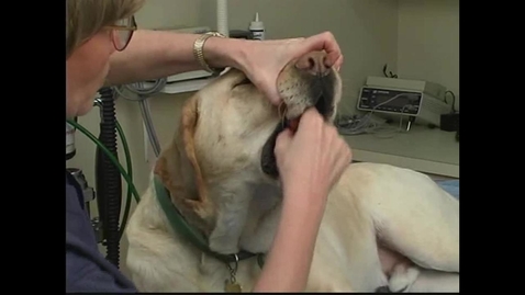 Thumbnail for Small Animal Nursing 04 Hand Pilling