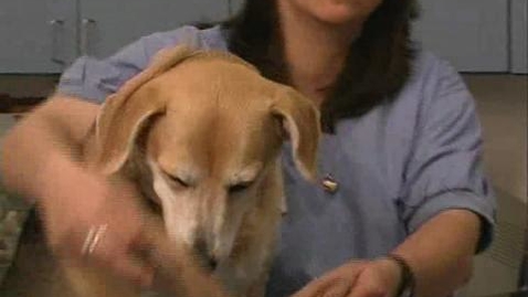 Thumbnail for Dogs: Restraint Equipment