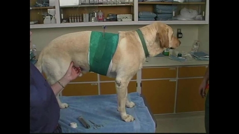 Thumbnail for Small Animal Nursing 17 Chest Tube Evacuation
