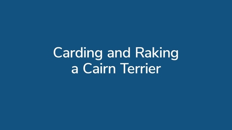 Thumbnail for Carding and Raking a Cairn Terrier