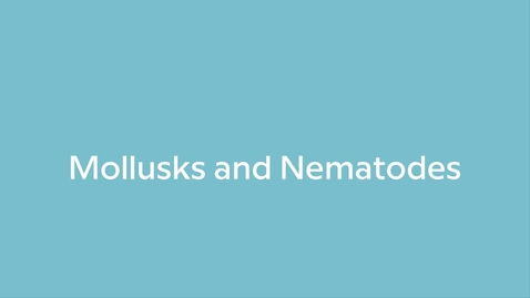 Thumbnail for Mollusks and Nematodes