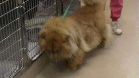 Thumbnail for Approaching a Dog