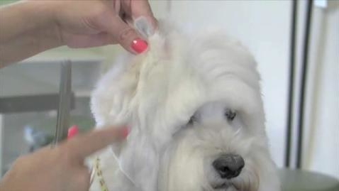 Thumbnail for Westie Head