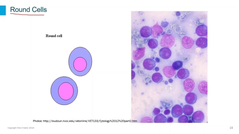 Thumbnail for Cytology Sample Evaluation Part 2