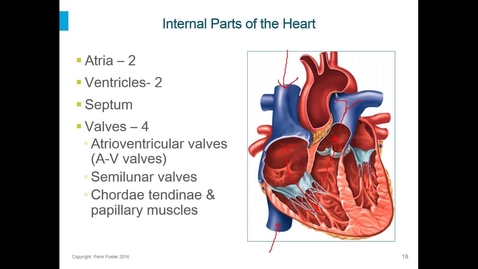 Thumbnail for  Anatomy - Cardiovascular and Respiratory Systems