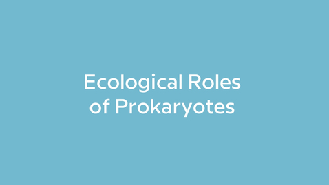 Thumbnail for Ecological Roles of Prokaryotes