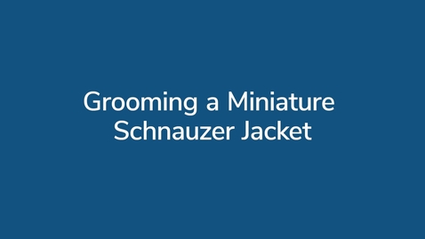 Thumbnail for Grooming a Miniature Schnauzer Jacket