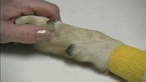 Thumbnail for The Carpal Joint