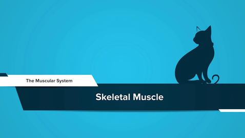 Thumbnail for Skeletal Muscle
