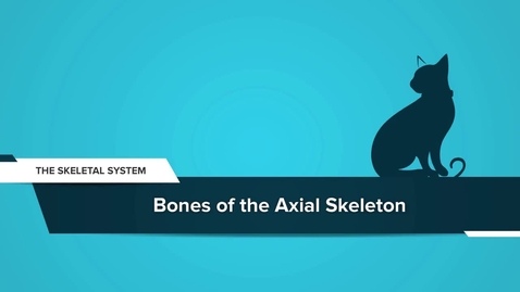 Thumbnail for Bones of the Axial Skeleton 