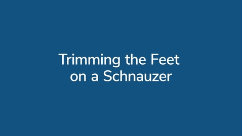 Thumbnail for Trimming the Feet on a Schnauzer