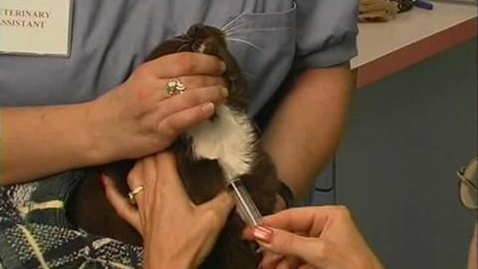 Thumbnail for Cats: Venipuncture Restraint