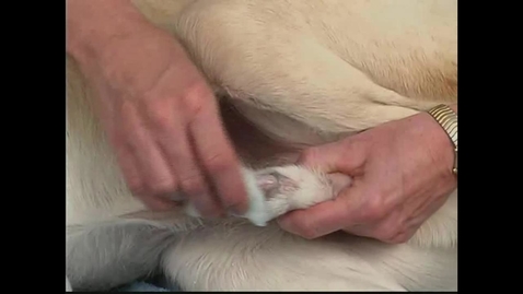 Thumbnail for Small Animal Nursing 13 Male Dog Catheterization