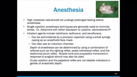 Thumbnail for Gerbils - Part 2