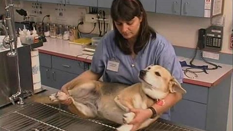 Thumbnail for Dogs: Reclining Restraint