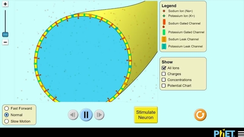 Thumbnail for Neuron Simulation Tutorial