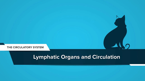 Thumbnail for Lymphatic Organs and Circulation