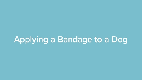 Thumbnail for Applying a Bandage to a Dog
