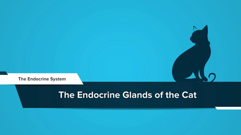 Thumbnail for The Endocrine Glands of the Cat