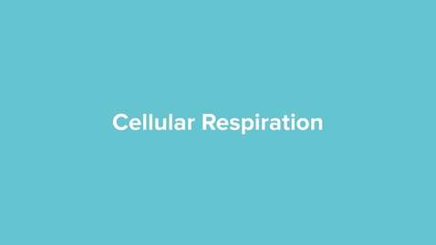 Thumbnail for Cellular Respiration