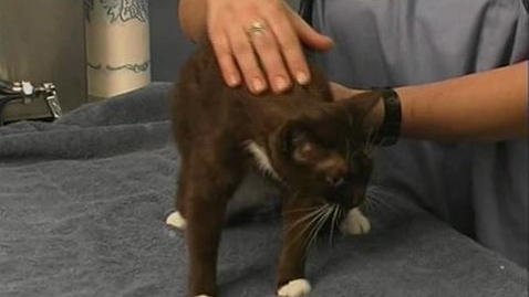 Thumbnail for Cats: Reclining Restraint