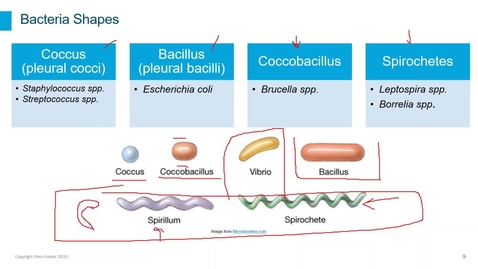 Thumbnail for Clinical Pathology Webinar - Lesson 3:  Microbiology Introduction