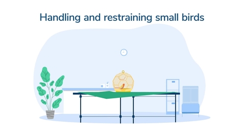 Thumbnail for Small Birds_VID00758