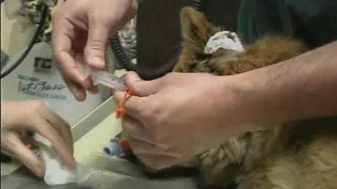 Thumbnail for Prep Patient for Surgery