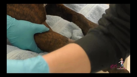 Thumbnail for Anesthetic Techniques in the Canine and Feline Patient