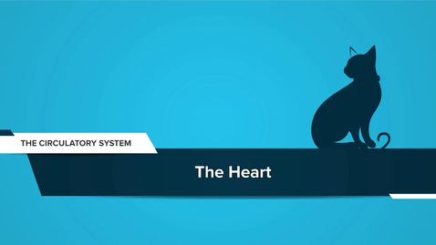 Thumbnail for The Heart