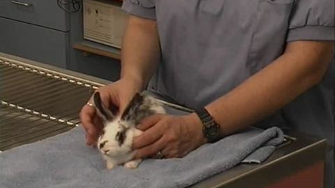 Thumbnail for Handling Rabbits