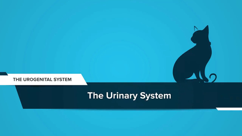 Thumbnail for The Urinary System