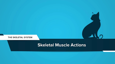 Thumbnail for Skeletal Muscle Actions