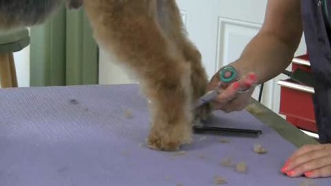 Thumbnail for Fluffy Foot