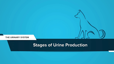 Thumbnail for Stages of Urine Production