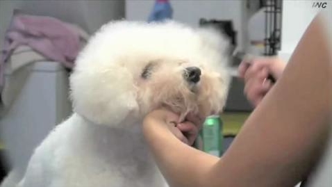 Thumbnail for Bichon Head