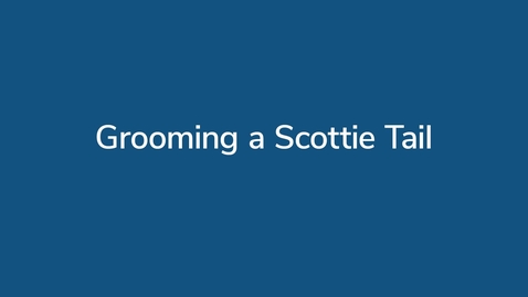 Thumbnail for Grooming a Scottie Tail