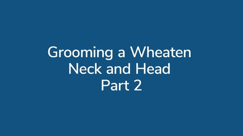 Thumbnail for Grooming a Wheaten Neck and Head Pt 2