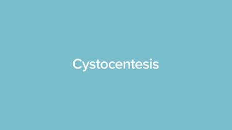 Thumbnail for Cystocentesis
