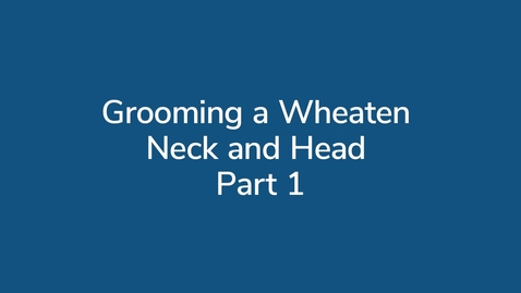 Thumbnail for Grooming a Wheaten Neck and Head Pt 1