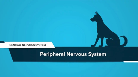 Thumbnail for Peripheral Nervous System