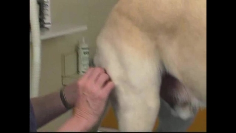 Thumbnail for Small Animal Nursing 08 Intramuscular Injection