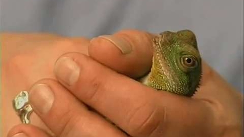 Thumbnail for Handling Reptiles