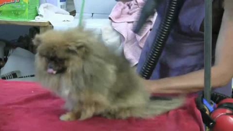 Thumbnail for Drying a Double Coat