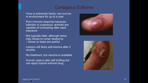 Thumbnail for Small and Large Animal Medicine Webinar - Goat and Sheep Diseases